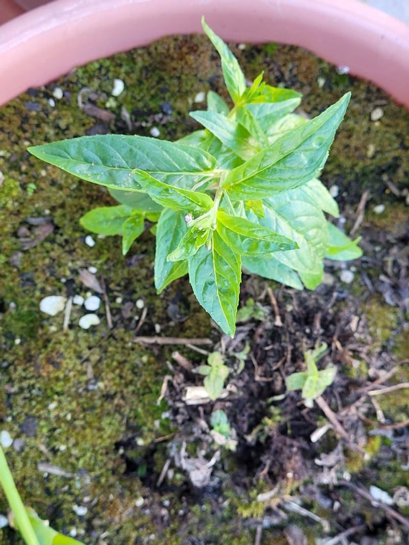 Rhizome Spreading