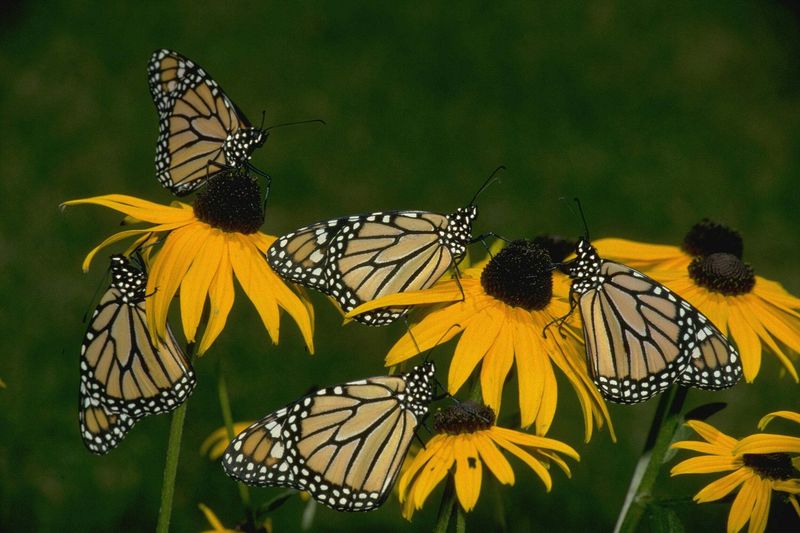 Pollinator-Friendly Native Plant Pots
