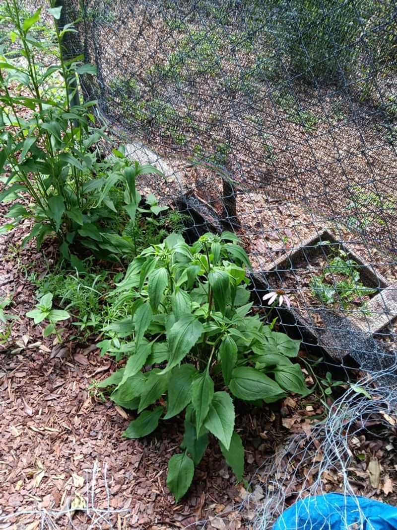 Apply Mulch for Moisture Retention