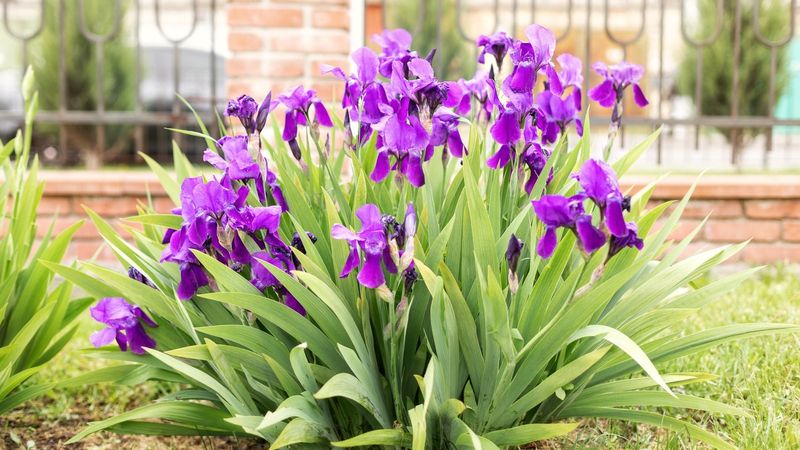 Feed With The Right Fertilizer