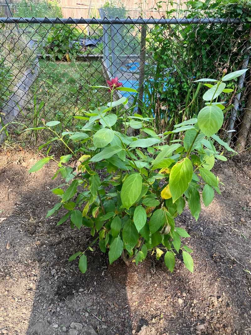 Apply Mulch to Retain Moisture