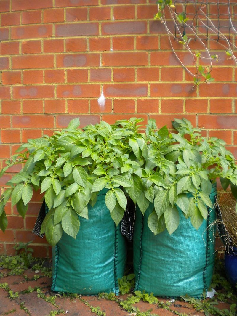 Planting Potatoes Above Ground