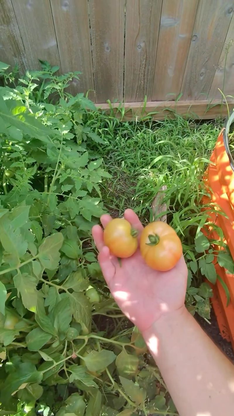 Harvesting Too Early