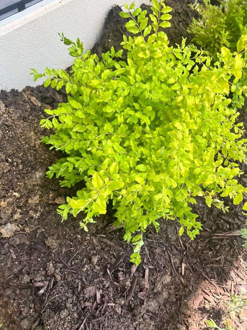 Skipping Proper Planting Techniques