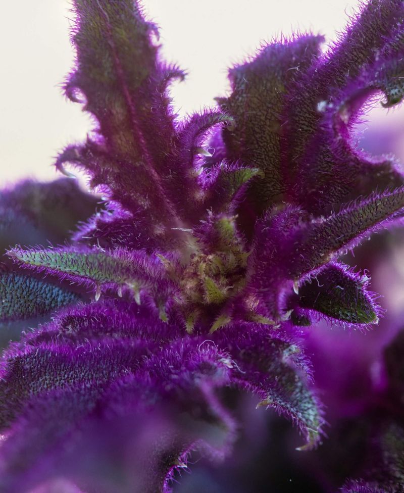 Humidity Levels Affect Leaf Texture