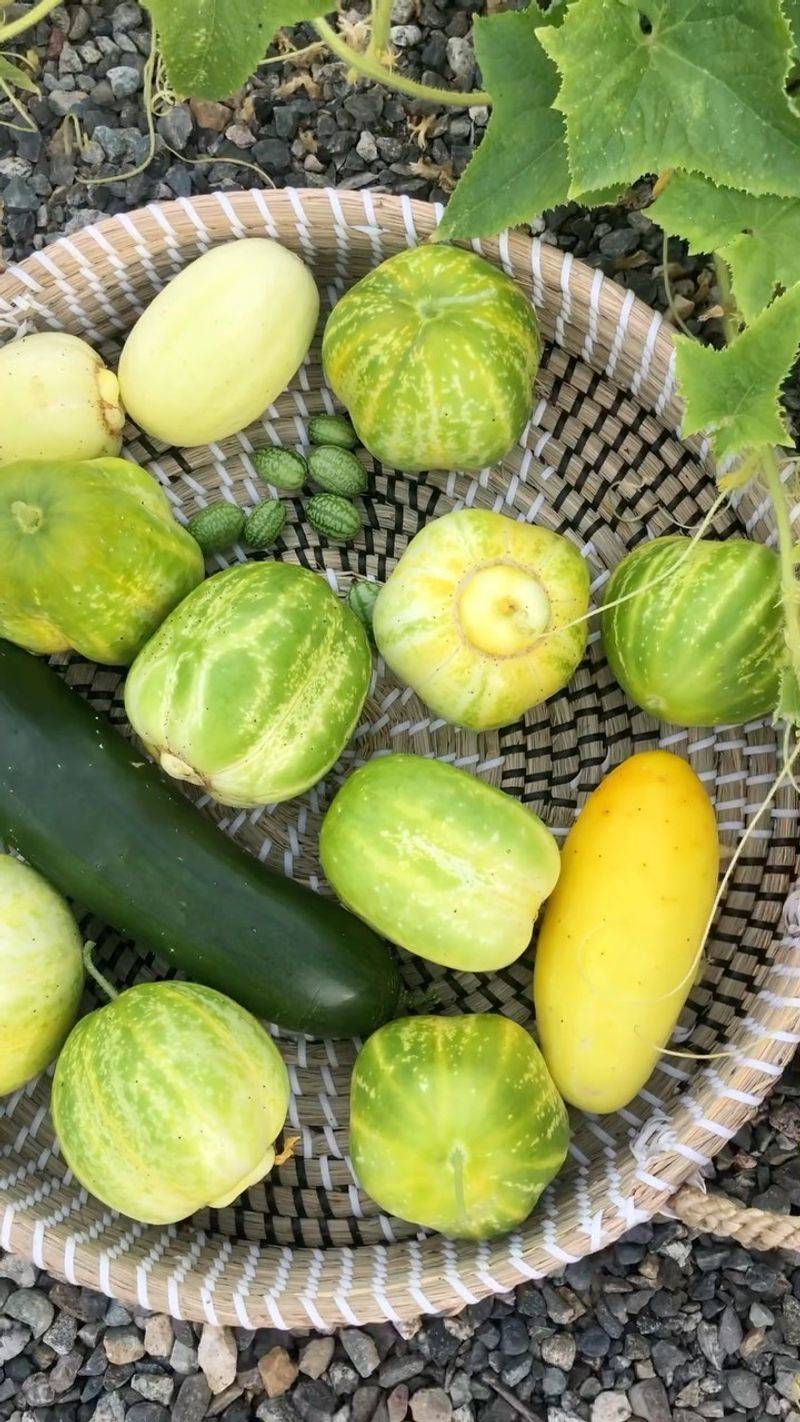 Lemon Cucumber