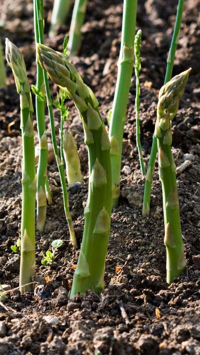 Asparagus: Long-Term Commitment In Limited Space