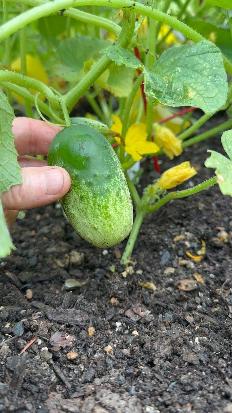 Cucumbers