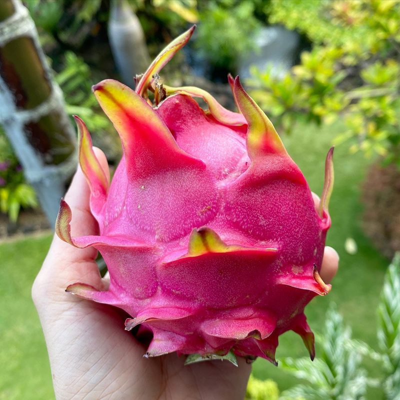 Dragonfruit