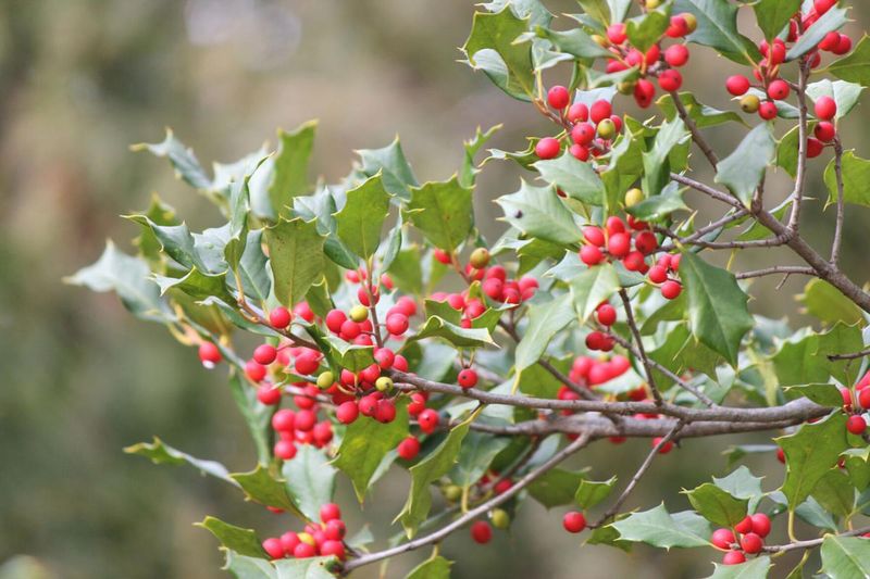 Holly