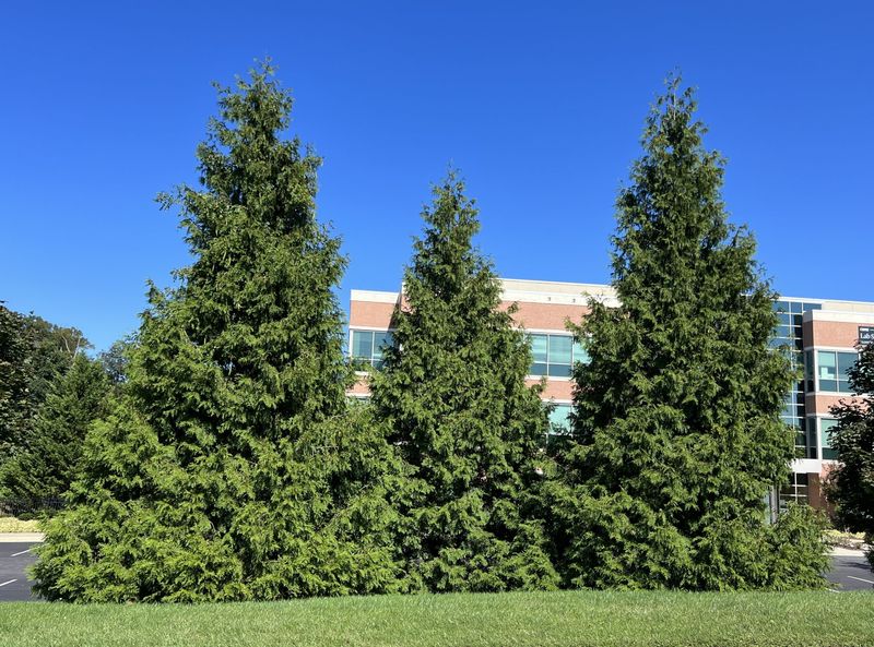 Thuja Green Giant