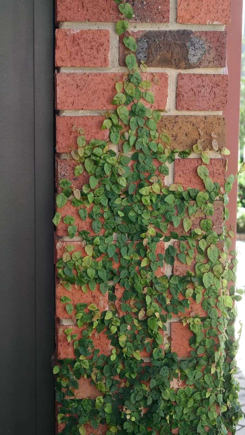 Creeping Fig