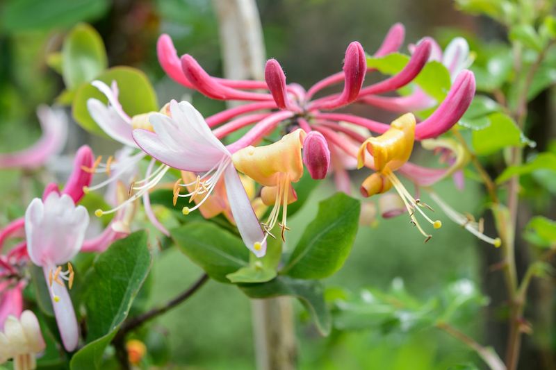 Honeysuckle