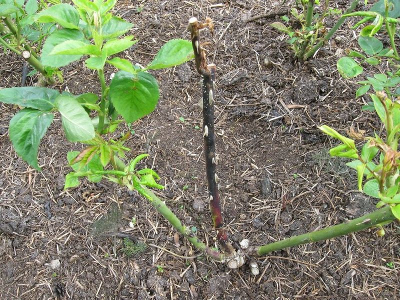 Winter Dieback