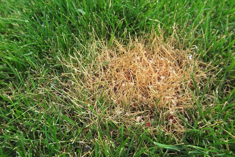 Poor Lawn Color