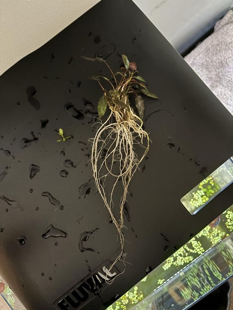 Root Bound Constraints
