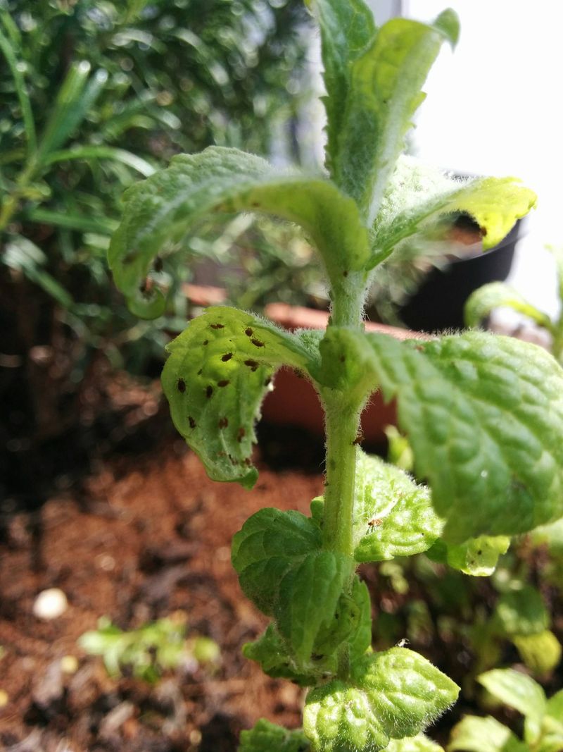 Attracts Pest Insects