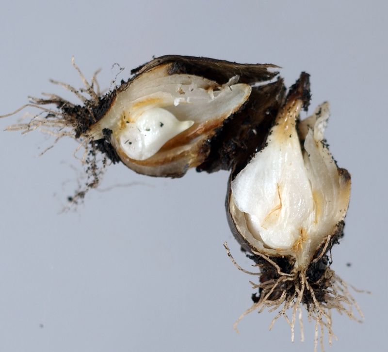 Diseased Bulbs From The Start