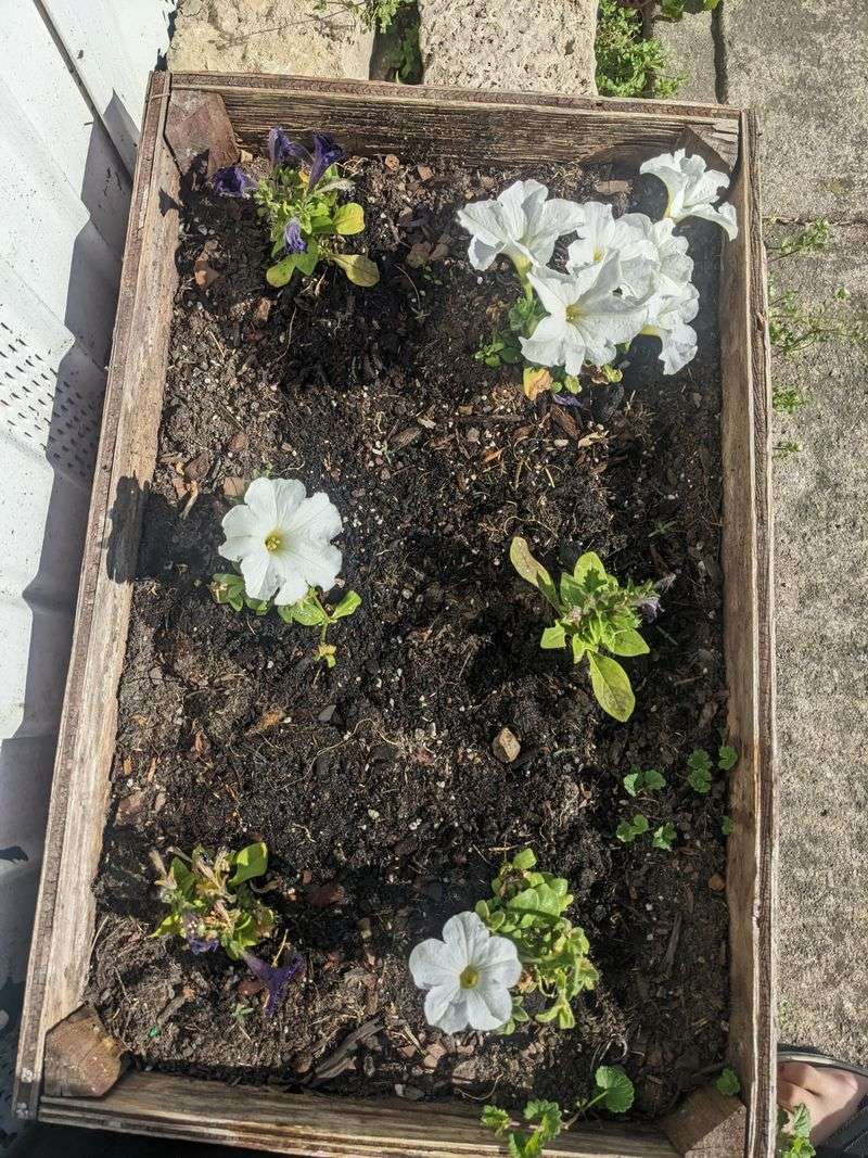 Variety Selection