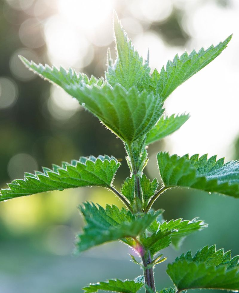 Nitrogen-Rich Nettle Tea
