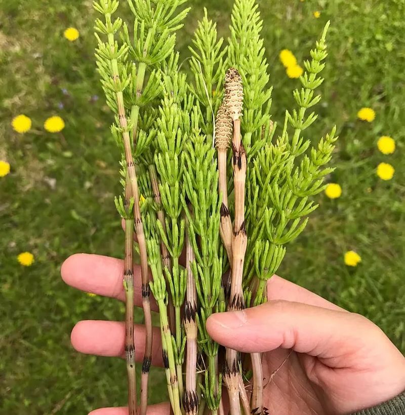 Horsetail Mineral Extract