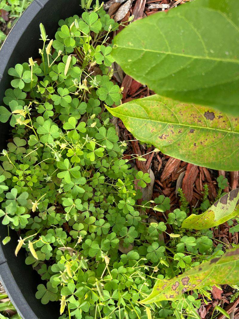 Clover Nitrogen Fixation