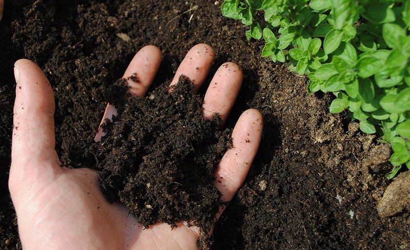 Soil That Dries Out Extremely Quickly