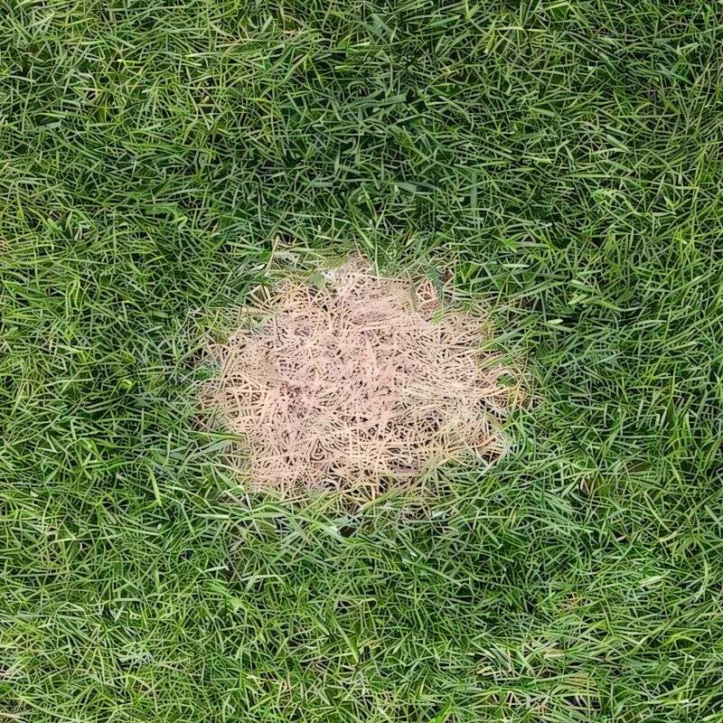 Dog Urine Spots