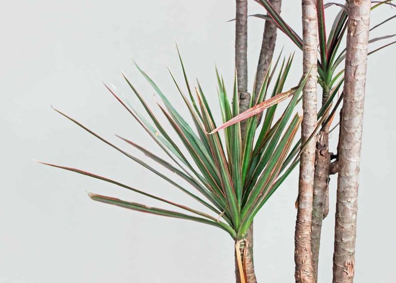Dracaena Marginata: The Secret Polluter