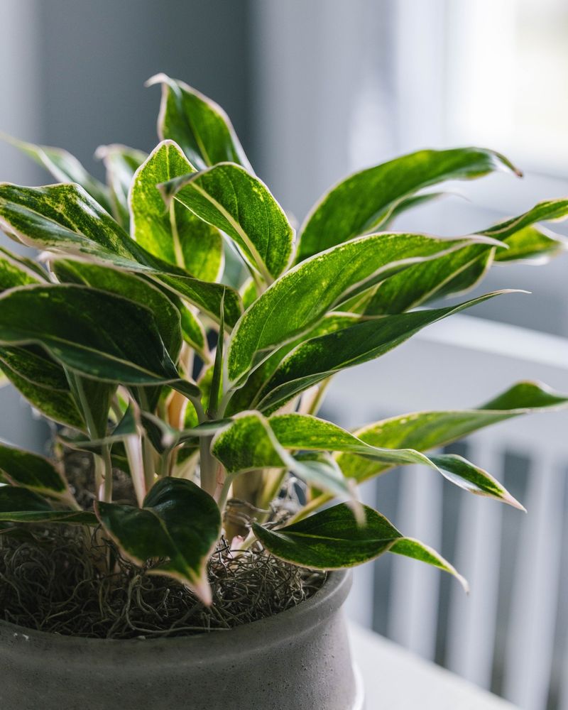 Chinese Evergreen