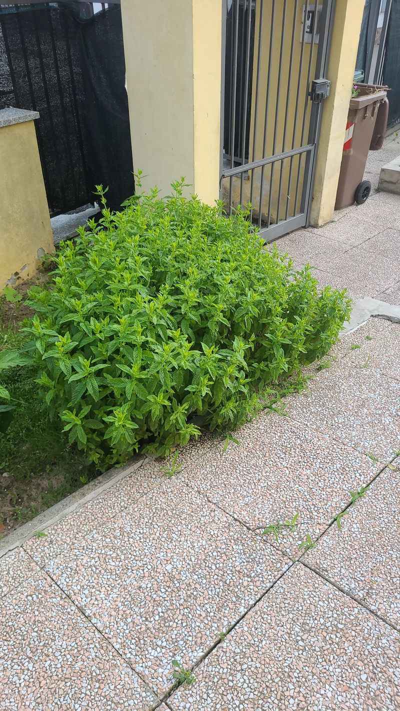 Mint Gone Rogue