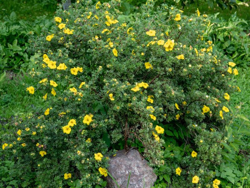 Potentilla's Poor Shade Adaptation