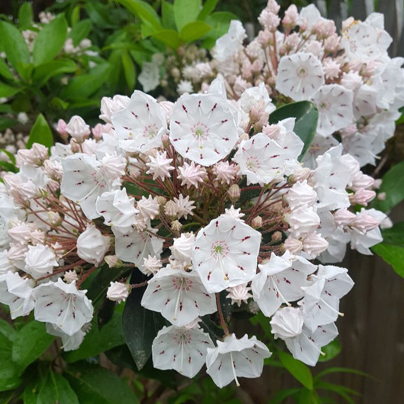Mountain Laurel