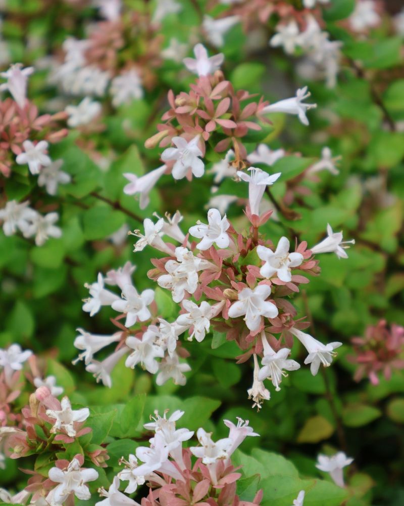 Abelia