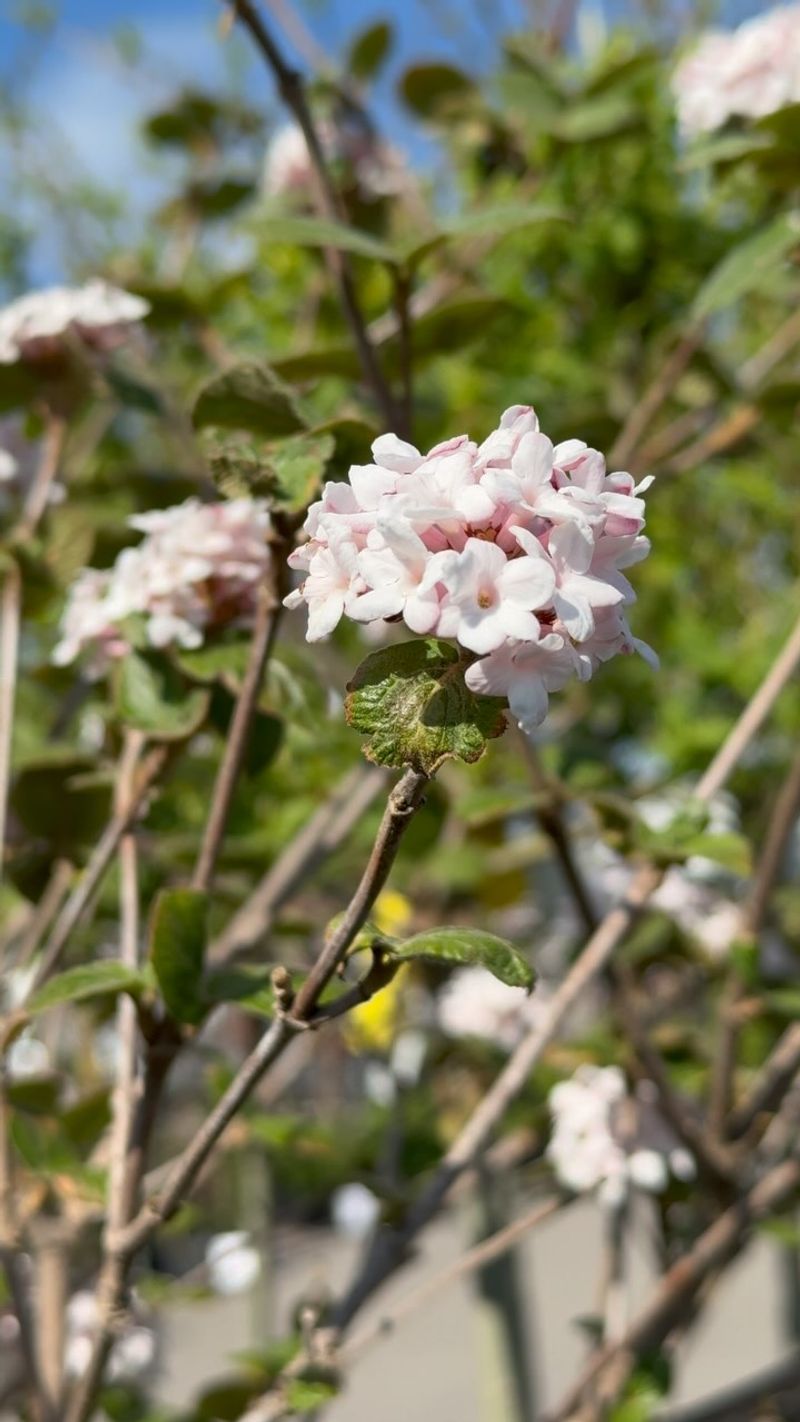 Viburnum