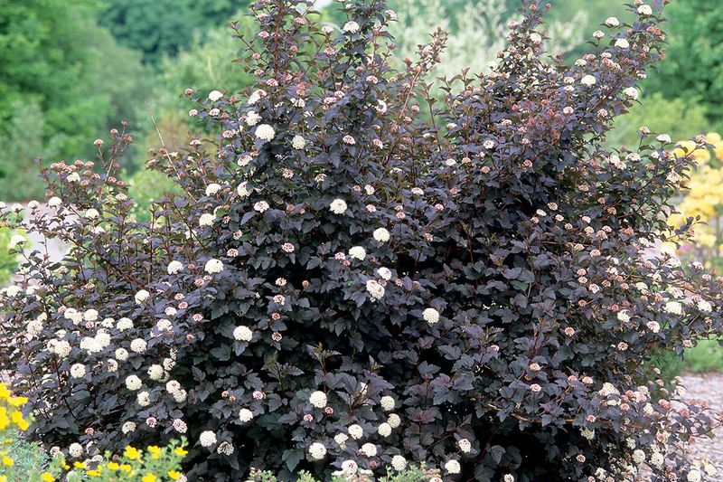 Ninebark (Physocarpus)