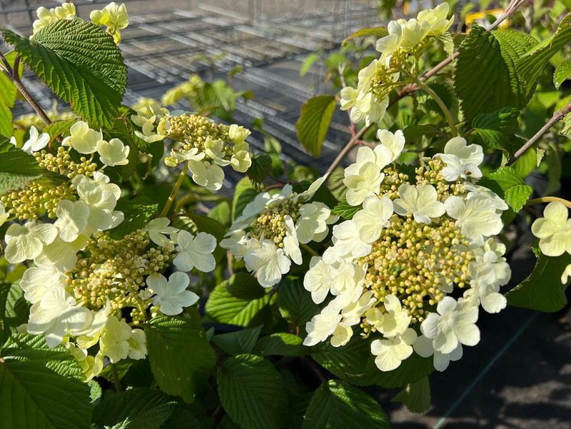 Viburnum Varieties