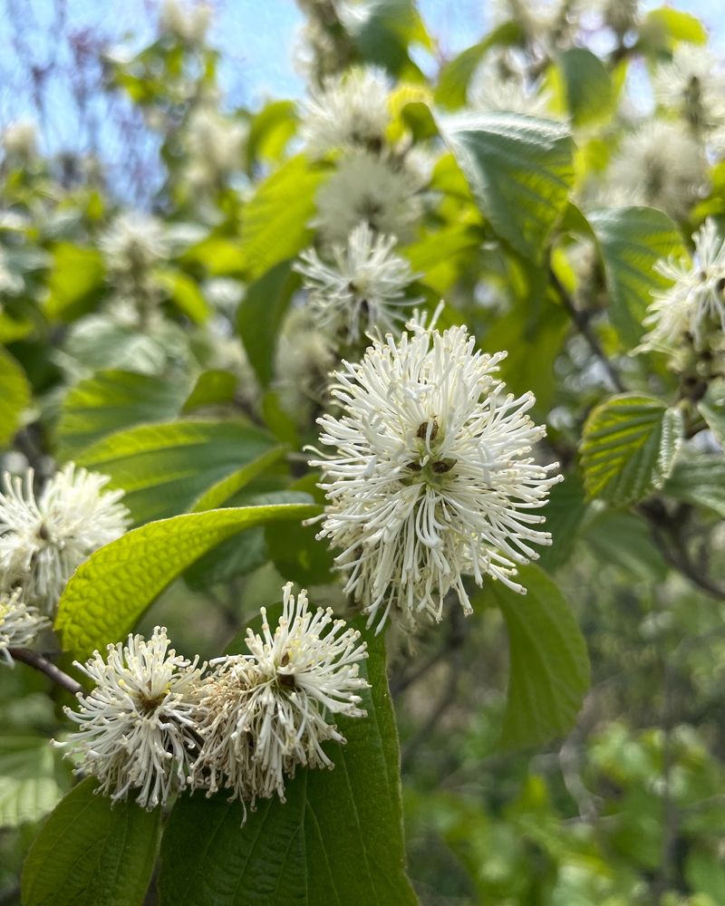 Fothergilla