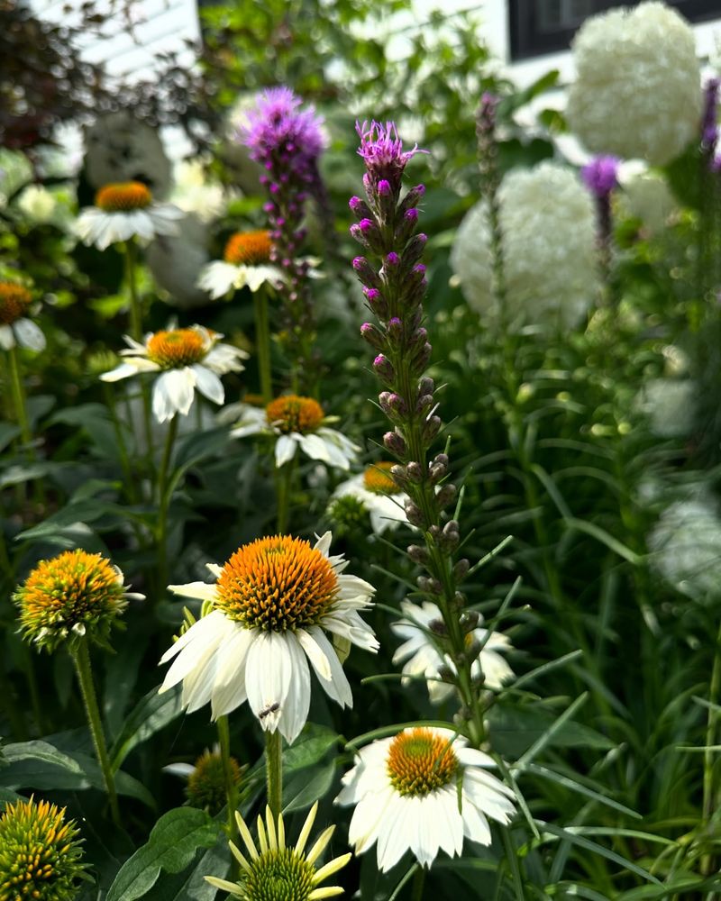 Meadow Gardens