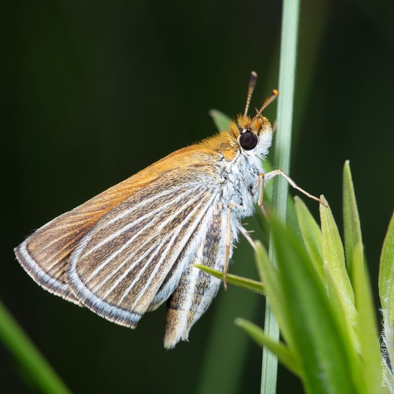 Poweshiek Skipperling