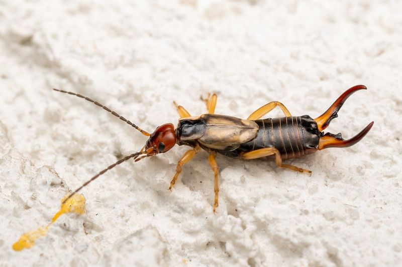 Earwig Trap Enhancer