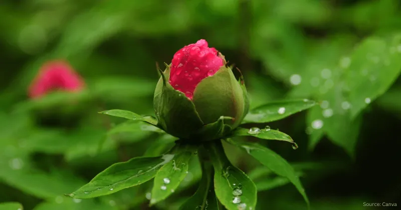 Bud Development Myths