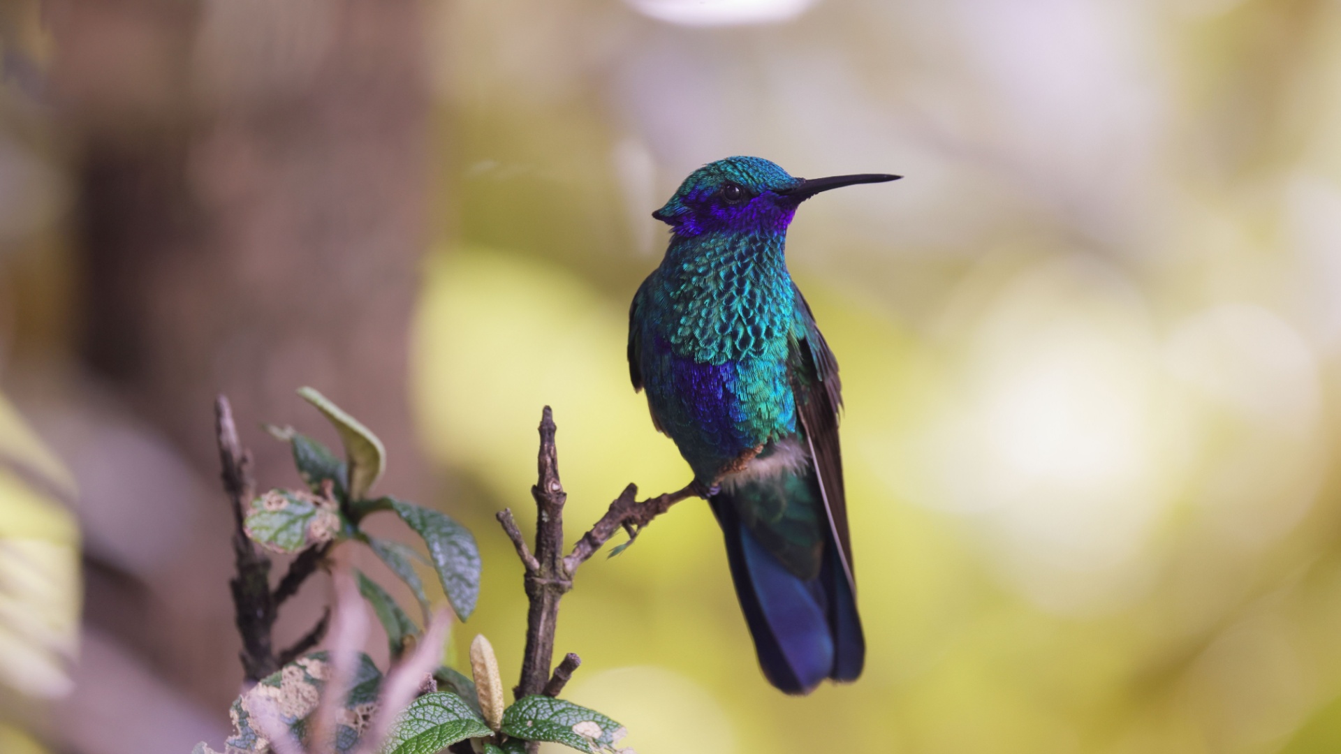 hummingbird on a branch