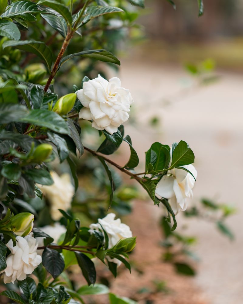 Fragrant Gardenias