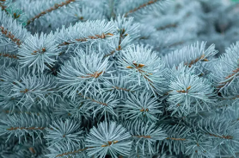 Avoid Colorado Blue Spruce