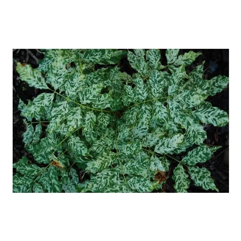Variegated Japanese Wisteria (Wisteria floribunda 'Variegata')