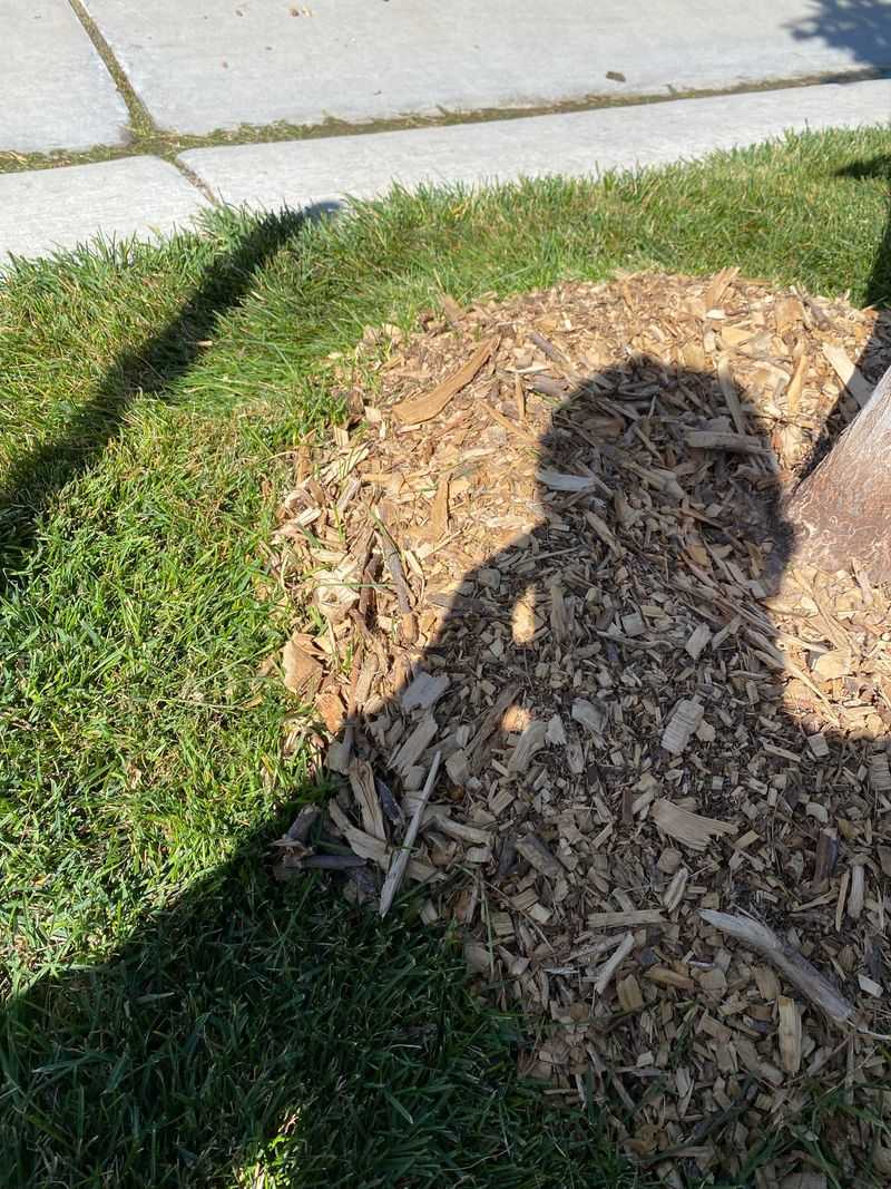 Mulched Areas Without Proper Edging
