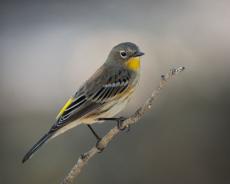 Yellow-rumped Warbler
