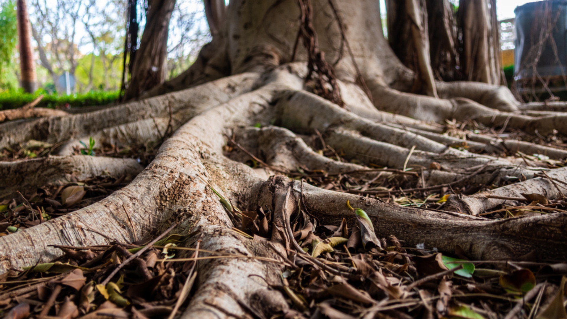 Why Covering Tree Roots Does More Harm Than Good (And What To Do Instead)