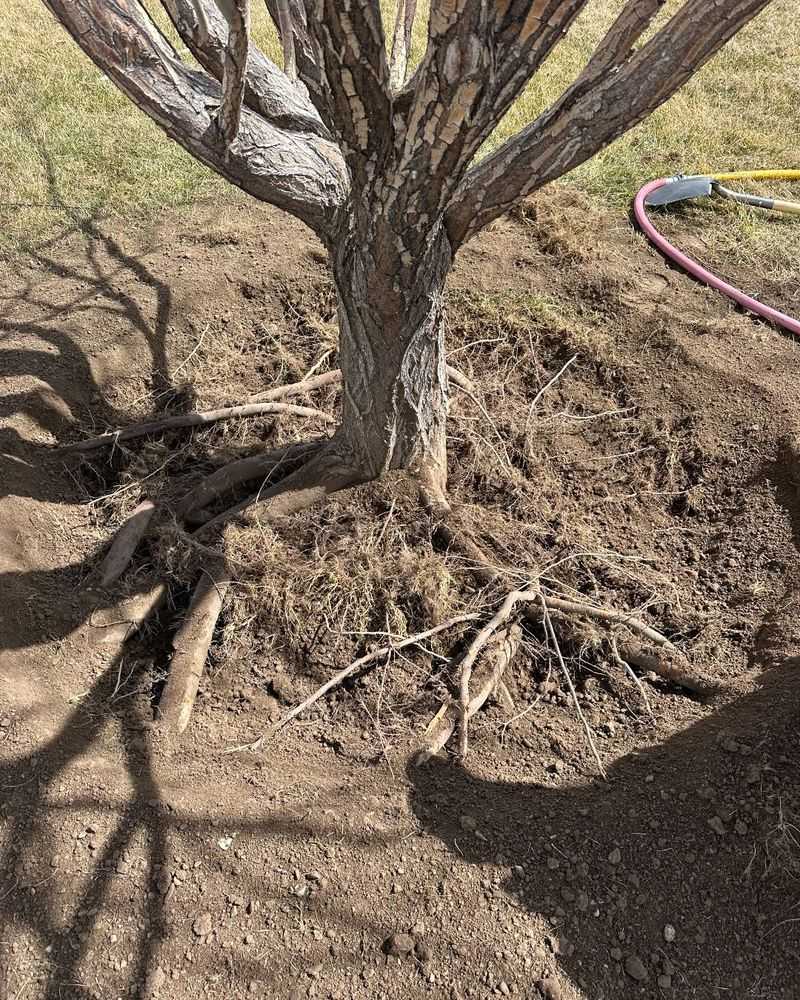 Suffocates the roots